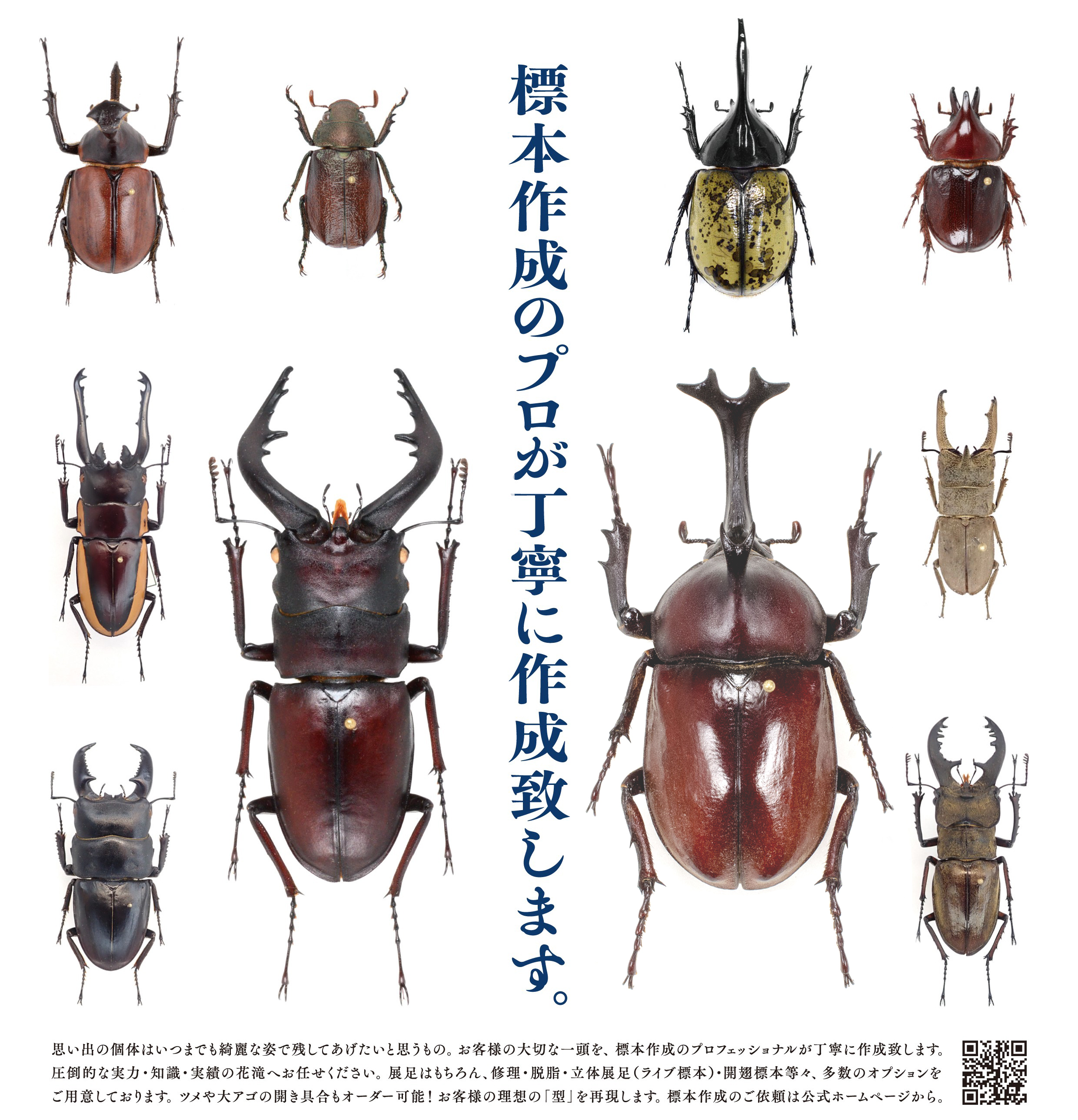 標本作成のプロが丁寧に作成 — 花滝
